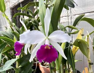 Brassocattleya Morning Song