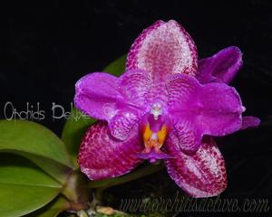 Phalaenopsis Black Sentra