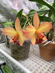 Rhyncholaeliocattleya Auburn Fire