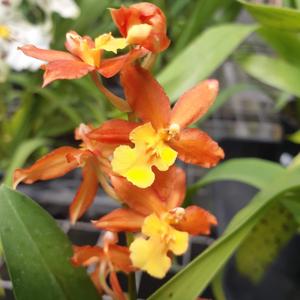 Oncidium Gay Spice