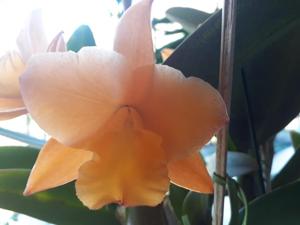 <i>Rhyncholaeliocattleya</i> Nobile's Glint