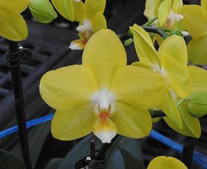 Phalaenopsis Lawrence of Arabia