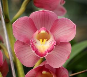 Cymbidium Memoria Joan Bryant