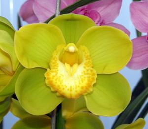 Cymbidium Albryant