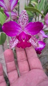 Cattleya Pedra da Gavea