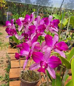 Cattleya Pedra da Gavea