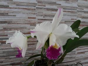 Rhyncholaeliocattleya Ernesto Alavarce