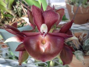 Catasetum Portagee Star