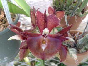 Catasetum Portagee Star