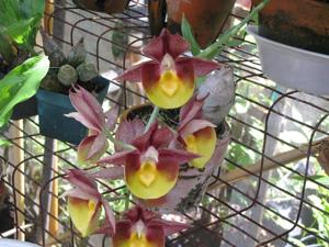 Catasetum Portagee Star