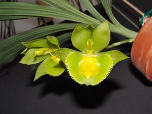 Catasetum Portagee Star