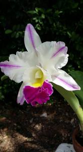 Rhyncholaeliocattleya Laura Bush