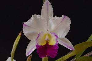 Rhyncholaeliocattleya Laura Bush