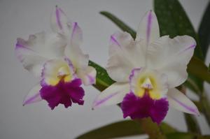 Rhyncholaeliocattleya Laura Bush