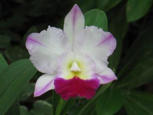 Rhyncholaeliocattleya Laura Bush