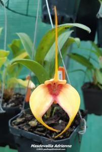 Masdevallia Adrienne