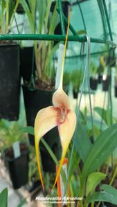 Masdevallia Adrienne