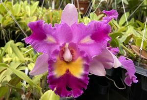 Cattleya Mackie's Flare