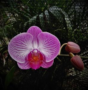 Phalaenopsis New Stripes