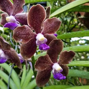 Vanda Memoria Louis Hatos