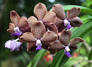 Vanda Memoria Louis Hatos