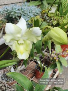 Dendrobium Liberty White