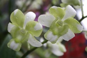 Dendrobium Liberty White