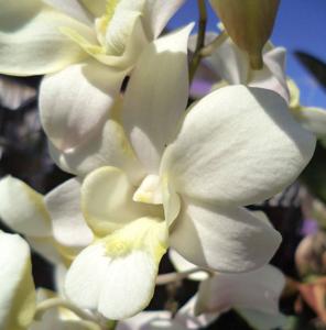 Dendrobium Liberty White