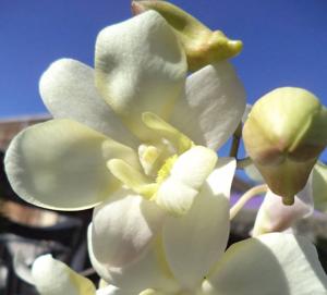 Dendrobium Liberty White