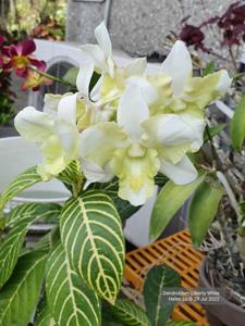 Dendrobium Liberty White