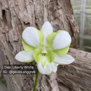 Dendrobium Liberty White