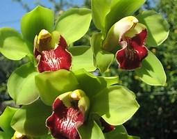 Cymbidium Boopedoop