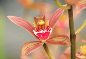 Cymbidium Feng Shui