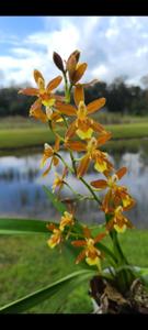 Oncidium Chaculatum