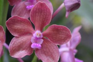 Vanda Derek Deville