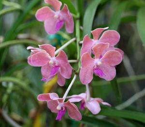 Vanda Derek Deville