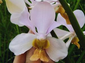 Papilionanda Anglo-Chinese School