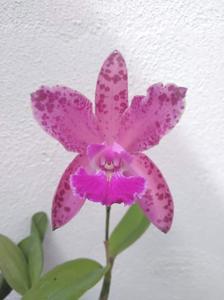 Cattleya Plum Perfection