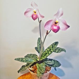 Paphiopedilum Ho Chi Minh