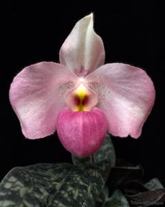 Paphiopedilum Ho Chi Minh