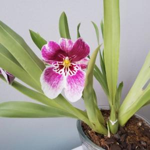 Miltoniopsis Princess Diana