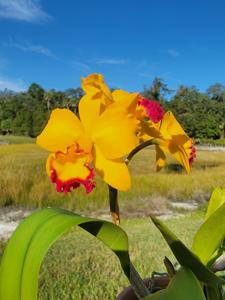 Rhyncholaeliocattleya Kat E-Sun