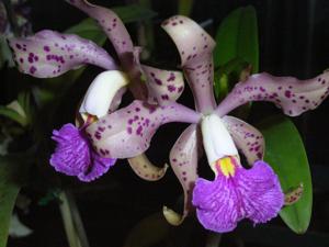 Cattleya Miss Chris