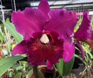 Rhyncholaeliocattleya Leonard Smith