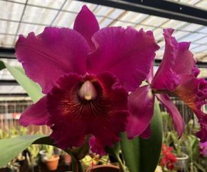 Rhyncholaeliocattleya Leonard Smith