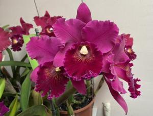 Rhyncholaeliocattleya Leonard Smith