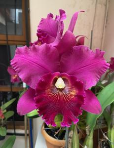 Rhyncholaeliocattleya Leonard Smith