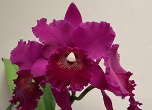 Rhyncholaeliocattleya Leonard Smith