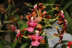 Oncidium Pacific Sunrise