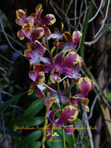 Dendrobium Pumpkin Patch